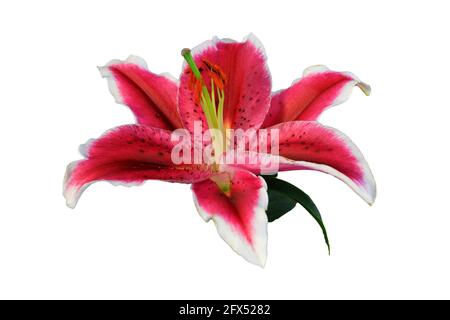 Lily Blume isoliert auf weißem Hintergrund. Nahaufnahme der Stargazer Lilie Stockfoto