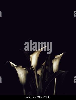 Sympathiekarte mit Calla Lily Blumen und Kopierraum. Trauerblumen auf dunklem Hintergrund Stockfoto