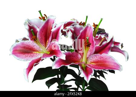 Lily Blumen isoliert auf weißem Hintergrund. Stargazer Lilie. Orientalische Lilie Stockfoto