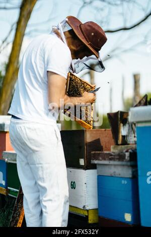 Imker inspiziert Bienenstock und sucht nach einer Königin und Honig. Stockfoto