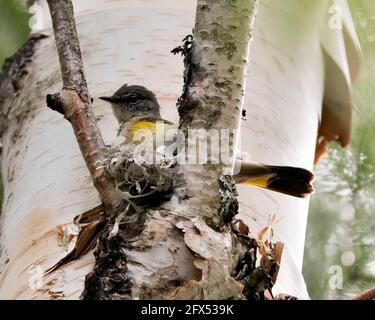 Waldsänger, der in seiner Umgebung und seinem Lebensraum ein Nest auf einem Birkenstamm baut. Foto Des Waldsängers. Bild. Bild. Hochformat. Stockfoto