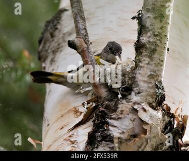 Waldsänger, der in seiner Umgebung und seinem Lebensraum ein Nest auf einem Birkenstamm baut. Foto Des Waldsängers. Bild. Bild. Hochformat. Stockfoto