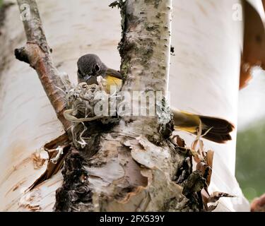 Waldsänger, der in seiner Umgebung und seinem Lebensraum ein Nest auf einem Birkenstamm baut. Foto Des Waldsängers. Bild. Bild. Hochformat. Stockfoto