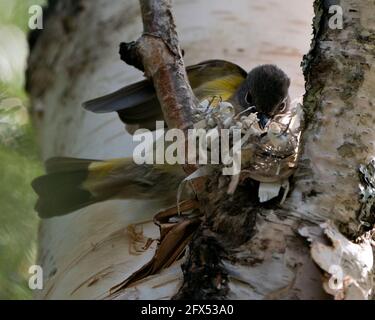 Waldsänger, der in seiner Umgebung und seinem Lebensraum ein Nest auf einem Birkenstamm baut. Foto Des Waldsängers. Bild. Bild. Hochformat. Stockfoto