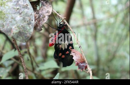 Nahaufnahme eines neugeborenen Ceylon-Rosenschmetterlings, auf dem er thront Ein Zweig in der Nähe des ITS-Kokons Stockfoto