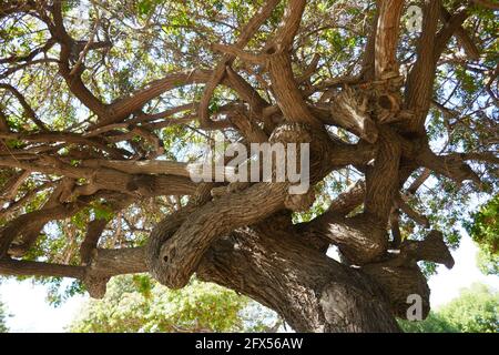 Fullerton, Kalifornien, USA 24. Mai 2021 EIN allgemeiner Blick auf die Atmosphäre des Loma Vista Memorial Park am 24. Mai 2021 in Fullerton, Kalifornien, USA. Foto von Barry King/Alamy Stockfoto Stockfoto