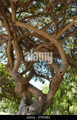 Fullerton, Kalifornien, USA 24. Mai 2021 EIN allgemeiner Blick auf die Atmosphäre des Loma Vista Memorial Park am 24. Mai 2021 in Fullerton, Kalifornien, USA. Foto von Barry King/Alamy Stockfoto Stockfoto