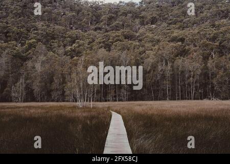 Eine hölzerne Promenade schlängelt sich am „Ort der Winde“ auf dem Great North Walk in der Nähe von Berowra Waters durch offenes Grasland. Stockfoto