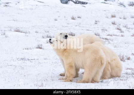 Drei Eisbären Familie in wilder, natürlicher Umgebung während Herbst gesehen, Herbst Migration. Mama und Jungen. Stockfoto