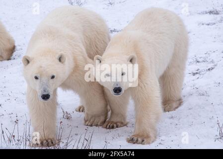 Zwei Eisbären einjährige Jungen, die zusammen mit Beinen, Krallen und Gesichtern laufen, liebenswerte und niedliche Bären mit Schnee auf dem Boden und Zweigen. Stockfoto