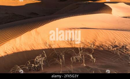 Coral Pink Sand Dunes State Park in Sunset, Kanab, Utah, USA Stockfoto