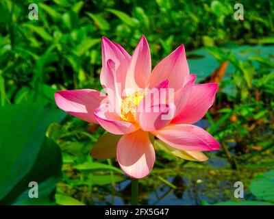 Lotusblume im Nariva-Sumpf, Trinidad und Tobago Stockfoto
