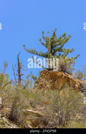 Los Padres National Forest, CA, USA - 21. Mai 2021: Nahaufnahme eines grünen kleinen Baumes auf einem gelb-braunen Felsvorsprung am Berg mit Strauch vor und Stockfoto