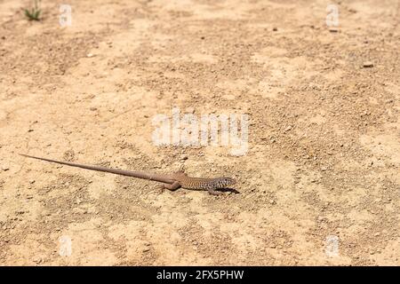 Los Padres National Forest, CA, USA - 21. Mai 2021: Nahaufnahme einer bräunlichen Langschwanz-Eidechse in gerader Linie auf gelbem, trockenem Schmutz. Stockfoto