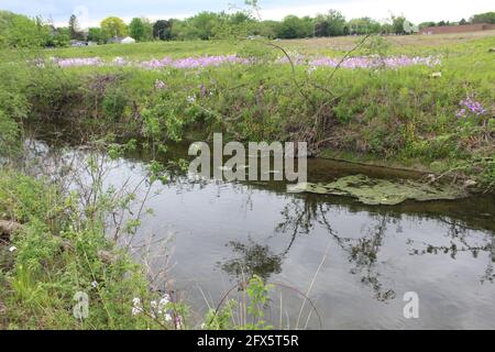 Dame's raketeninvasive Blüten blühen auf beiden Seiten der West Fork des North Branch of the Chicago River in Somme praie in Northbrook, Illinois Stockfoto