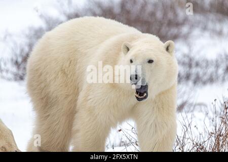 Witziger, komischer Eisbär, der mit einem großen wilden Tier fotografiert wurde, das aussieht, als würde es lachen. Stockfoto