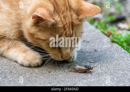 Eine Außenkatze spielt mit einer erwachsenen 17-jährigen Periodika. Stockfoto