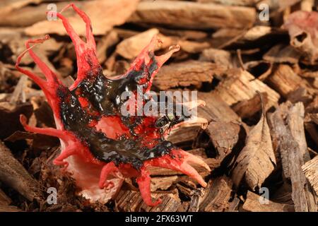 Eine Nahaufnahme des australischen Stinkhorn-Pilzes mit einer Fliege oder einer einheimischen Biene, die darauf sitzt. Rot Fleisch aussehende stinkende Foul Pilze Pilz auf Holzschnitzelmulch Stockfoto