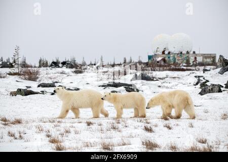 Eine Mutter Eisbär und zwei junge Jungtiere, die mit weißem Schnee und Büschen durch die Tundralandschaft wandern. Stockfoto