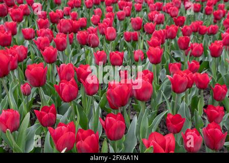 Im Frühling blühende Tulpen gepflanzt. Krautige Zwiebelpflanze. Stockfoto