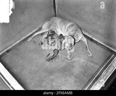 Schäferhund doggy aus Soest nimmt vier junge Poemas in Artis, 31. Oktober 1956, Hunde, Niederlande, 20. Jahrhundert Presseagentur Foto, Nachrichten zu erinnern, Dokumentarfilm, historische Fotografie 1945-1990, visuelle Geschichten, Menschliche Geschichte des zwanzigsten Jahrhunderts, Momente in der Zeit festzuhalten Stockfoto