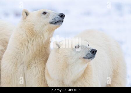 Zwei kanadische Eisbären starren in die Ferne und blicken in die gleiche Richtung in Manitoba, im Norden Kanadas, mit Hintergrund der Schneelandschaft. Stockfoto