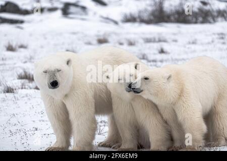 Eisbärmutter und zwei Jungen, die Zuneigung zeigen, reiben Gesichter in einem schönen Moment zusammen. Stehen auf verschneiten Landschaft im Norden Kanadas arktischen. Stockfoto