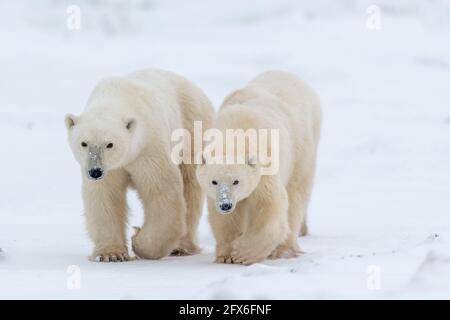 Zwei Eisbären einjährige Jungen, die zusammen mit Beinen, Krallen und Gesichtern laufen, liebenswerte und niedliche Bären mit Schnee auf dem Boden. Stockfoto