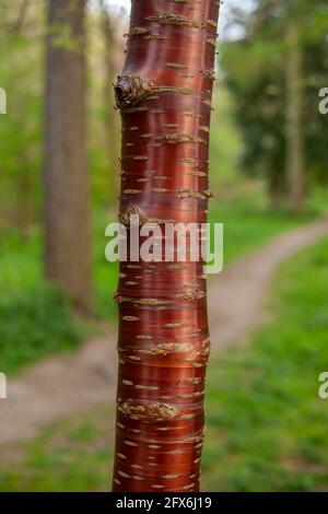 Tibetischer Kirschbaum ( Prunus serrula ) wächst in einem Arboretum Stockfoto