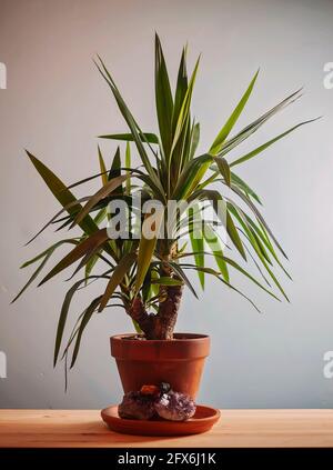 Yucca Hauspflanze in einem Terrakotta-Pflanzentopf.Schuss gegen eine kühle blaue Wand, ist die Art Yucca elephantipes. Stockfoto