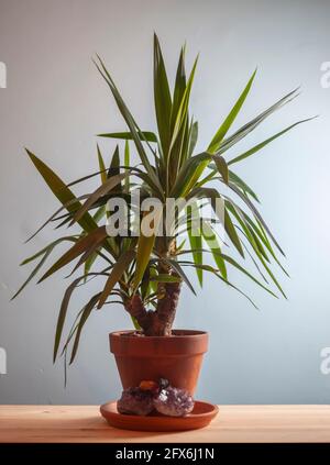 Yucca Hauspflanze in einem Terrakotta-Pflanzentopf.Schuss gegen eine kühle blaue Wand, ist die Art Yucca elephantipes. Stockfoto