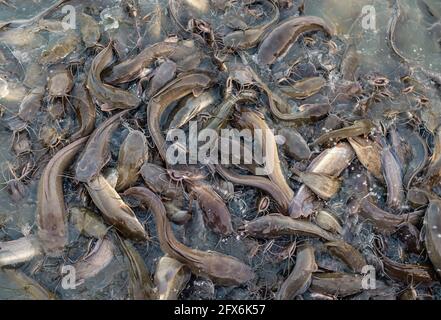 Bild von oben mit vielen Welsen im Teich. Viele Fische, die sich überlappen. Stockfoto