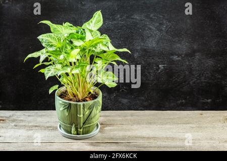 Grüne Blätter Syngonium podophyllum close-up. Pfeil Kopf vergossen Pflanze. Indoor städtischen Dschungel Gartenhaus. Stockfoto