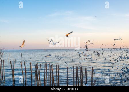 Schöner Sonnenuntergang mit Möwen Vogel in Bewegung über dem Meer und einige Möwen schwimmen im Wasser, blau und orange Himmel, lange Holzstange im Wasser. Stockfoto