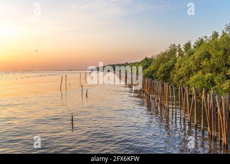 Schöne Natur der Mangrovenlandschaft in Thailand, Sonnenuntergang Himmel, Linie von Holzstangen im Wasser vor dem Baum, schöne Reflexion der Farben aus dem Stockfoto