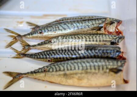 Viele geräucherte Makrelenkadaver. Der Fisch liegt auf einem Haufen in einer weißen Plastikbox. Stockfoto