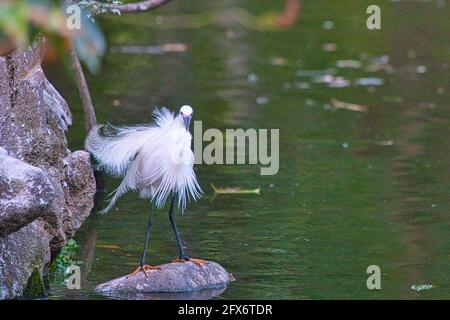 Kleiner Reiher (Egretta garzetta), der auf den Felsen des Teiches steht, hat 2 lange, wispige Kopffedern und Spray von weißen Federn auf dem unteren Rücken. Stockfoto