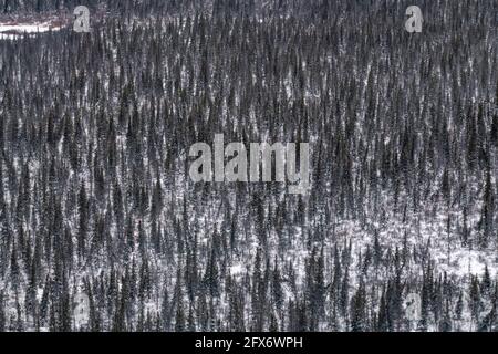 Boreal Waldlandschaft im Norden von Manitoba, außerhalb von Churchill in der nördlichen Tundra, arktisches Land am Ufer der Hudson Bay. Luftaufnahme, Vogelauge. Stockfoto