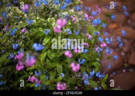 Schöne Wolken von Vergiss mich nicht Blumen (Myosotis sylvatica) im Garten Stockfoto