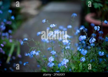 Schöne Wolken von Vergiss mich nicht Blumen (Myosotis sylvatica) im Garten Stockfoto