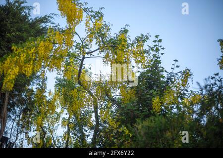 Laburnum watereri in voller majestätischer Blüte im späten Frühling/Frühsommer vor einem klaren, kristallklaren Himmel und flauschigen weißen Wolken. Stockfoto