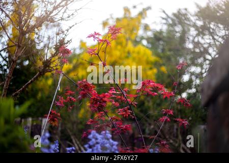 Acer palmatum 'Beni Maiko'.unglaubliches Laub dieses japanischen Ahornbaums. Stockfoto