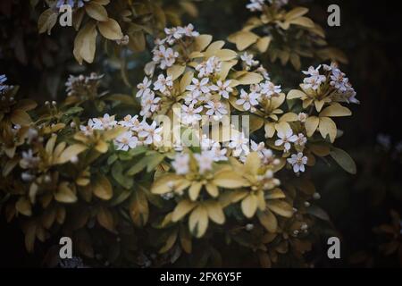 Choisya ternata in Bloom.Diese Sorte wird als "Sundance" bezeichnet.die goldfarbene Laub-Version von Mexican Orange. Stockfoto