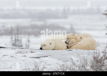 Drei Bären, Mama und zwei Jungen schlafen während eines Schneesturms auf der Tundra-Landschaft in Churchill, Manitoba, Schneesturm. Eisbär wartet auf das Meereis. Stockfoto