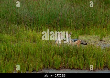 Schwarzrückenschakal (Lupulella mesomelas syn Canis mesomelas), auch als silberrückeniger oder roter Schakal bekannt. Fotografiert im Serengeti-Nationalpark, Stockfoto