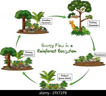 Energiefluss in einem Regenwald Ökosystem Diagramm Illustration Stock Vektor