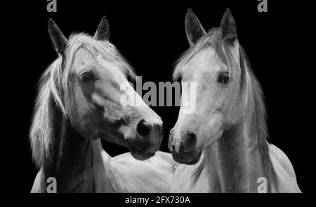 Niedliches Paar Pferd Nahaufnahme Gesicht In Den Schwarzen Hintergrund Stockfoto