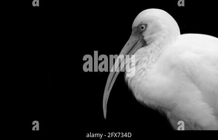 Weißes Ibis Bird-Nahaufnahme-Gesicht Stockfoto