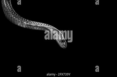 Schwarz-Weiß King Cobra Nahaufnahme Stockfoto