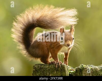 Aktenfoto vom 27/10/19 eines roten Eichhörnchens, das vor dem Winter im Widdale Red Squirrel Reserve in North Yorkshire nach Nahrung geortet hat. Der Woodland Trust startet eine £3.5-Millionen-Fahrt, um den 550 Hektar großen Teil der Yorkshire Dales zu kaufen und einen neuen bewaldeten Lebensraum für seltene rote Eichhörnchen zu schaffen. Ausgabedatum: Mittwoch, 26. Mai 2021. Stockfoto